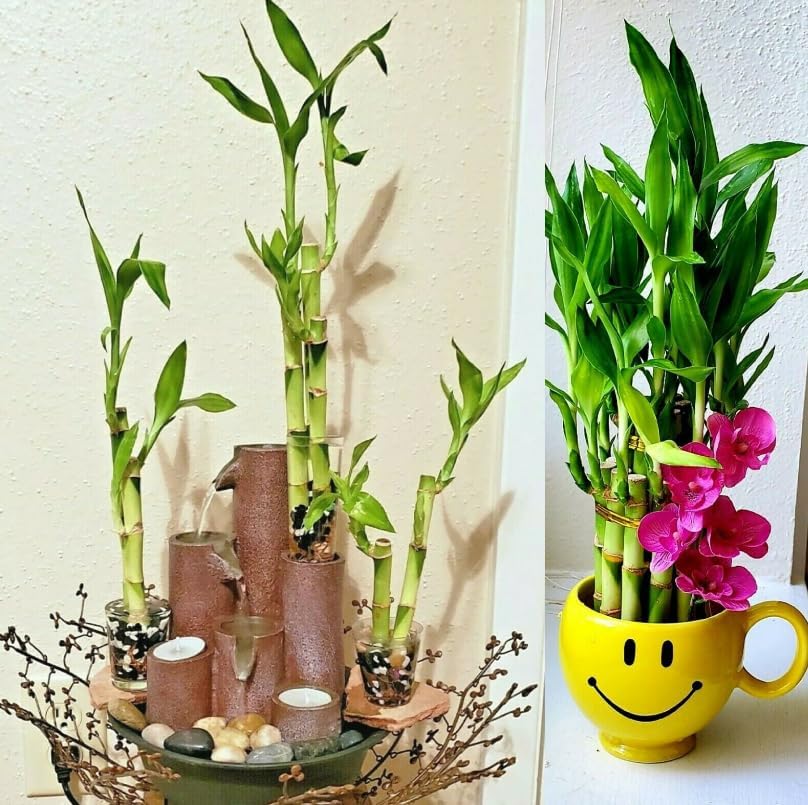 Lucky Bamboo 10 Stalks 4 inches with Butterfly Stake, No Green Thumb Required! Just add Water, Indoor Perennial Plants, Ideal Gift, Feng Shui