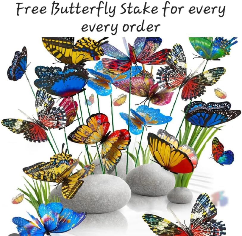 Lucky Bamboo 10 Stalks 4 inches with Butterfly Stake, No Green Thumb Required! Just add Water, Indoor Perennial Plants, Ideal Gift, Feng Shui