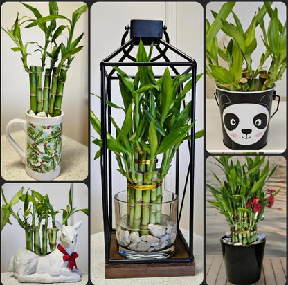 Lucky Bamboo 10 Stalks 4 inches with Butterfly Stake, No Green Thumb Required! Just add Water, Indoor Perennial Plants, Ideal Gift, Feng Shui