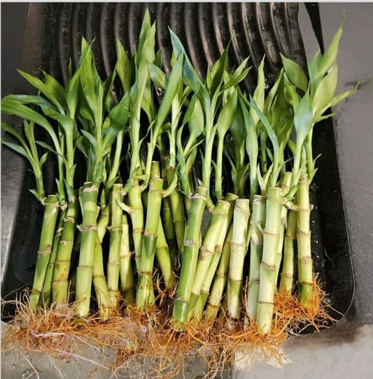 Lucky Bamboo 10 Stalks 4 inches with Butterfly Stake, No Green Thumb Required! Just add Water, Indoor Perennial Plants, Ideal Gift, Feng Shui
