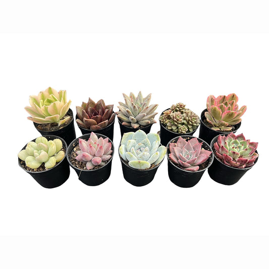 Sprout N Green Live Succulent Plants, 54 Pack Assorted Succulents Potted in 2" Starter Pot, Real Small Indoor House Plants for Home Garden Outdoor Wedding Decor Party Favor
